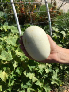 Dragon's Egg Cucumber