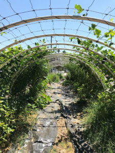 Hoophouse Gardening